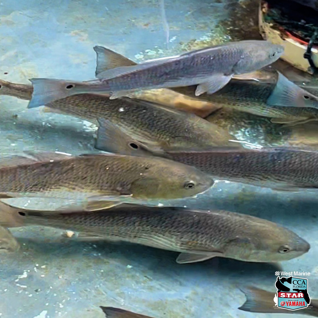ccaflstar's tweet photo. What week of West Coast STAR #TaggedRedfish releases! Can you spot the WHITE Tag? 👀
We’ve hit up Hernando, Pasco, Pinellas, Manatee, Hillsborough, Sarasota and Charlotte Counties and brought these beautiful Duke Energy Mariculture Center redfish to their new waters! https://t.co/96Q2920mei
