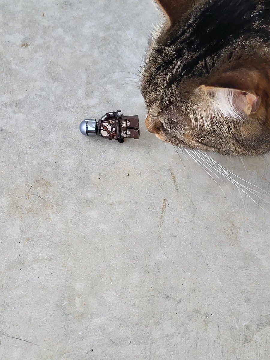 DionneKapp76's tweet image. Out of all the Lego figures that live on this table, it is always the Madalorian that the cats take down?  What the hell did @PedroPascal1 do to elicit such ire from my sweet Max? 😻 #catsofstarwars #LEGO #LEGOStarWarsGame #Mandalorian