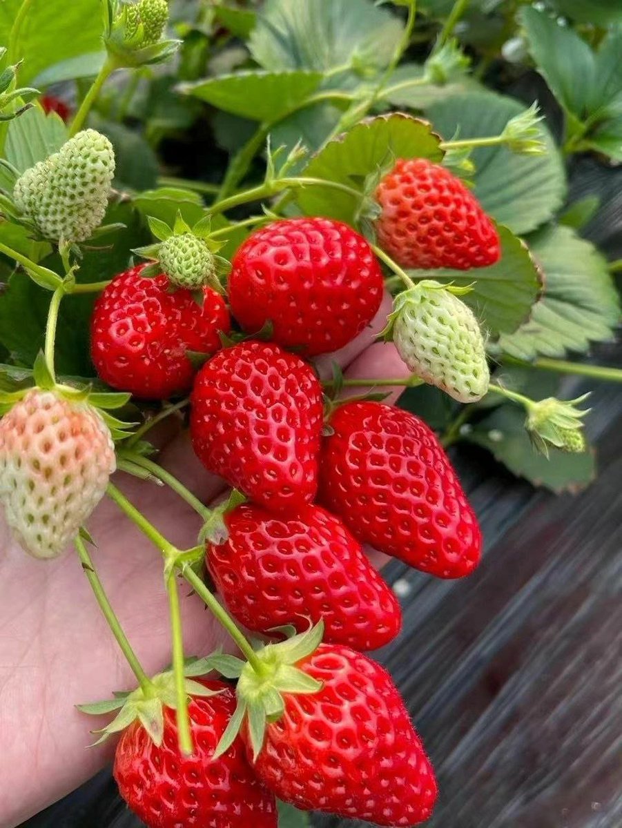 an2_lydia's tweet photo. strawberry https://t.co/xNhK3sO0xI