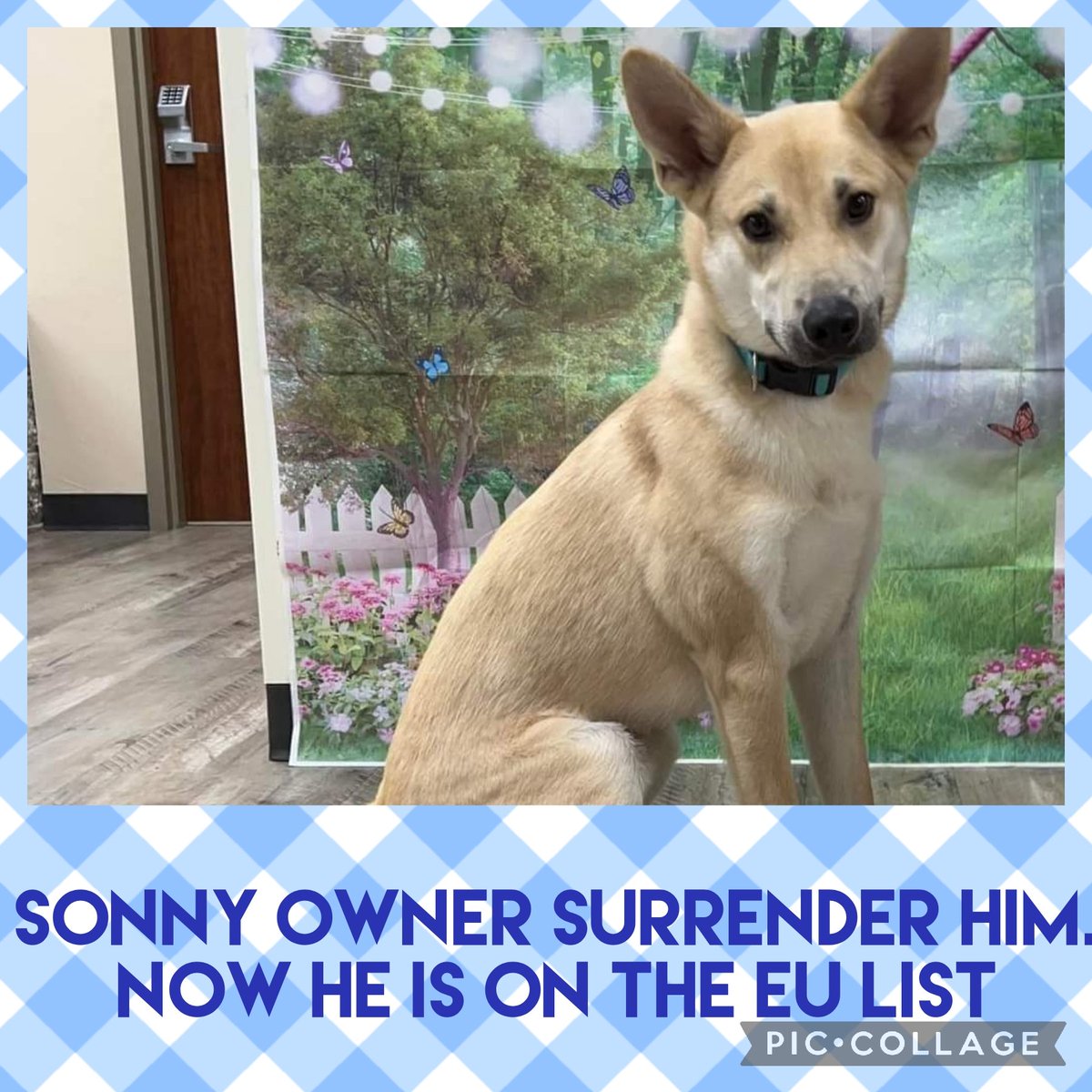 carawil17888192's tweet photo. SONNY Can be euthanized anytime due to time and space.

Mt. PLEASANT TX 

SONNY Needs shares and pledges for a rescue to save his life.

SONNY came in as owner surrender 

SONNY
A50109221
Mix Breed
1 years old
49.0 lbs
Male https://t.co/8tSgGvb86f