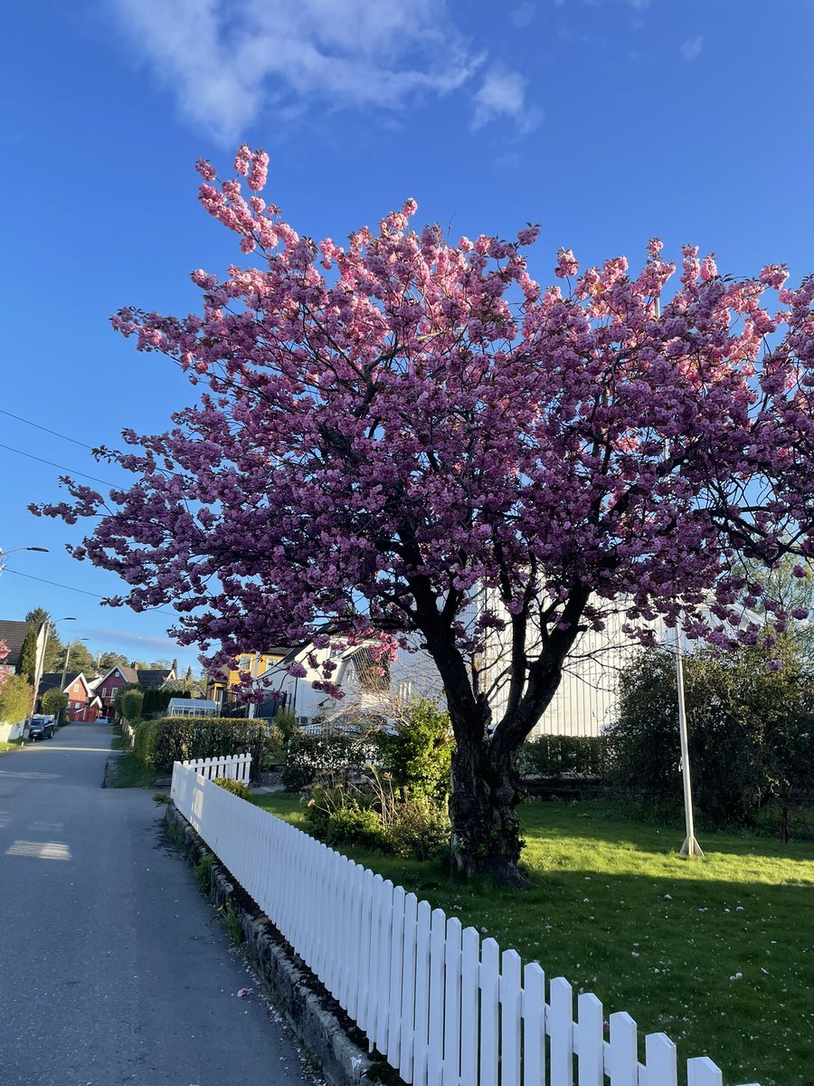 Arild Fevang tweet media