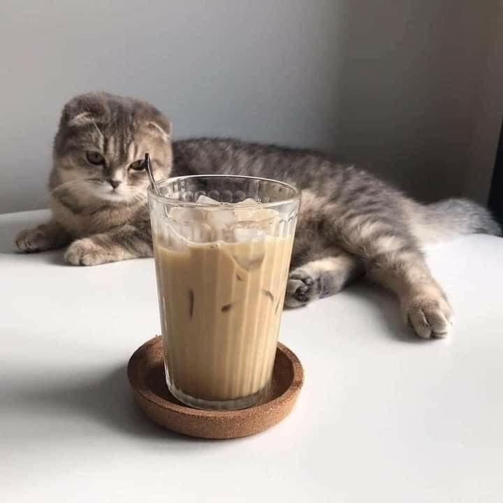 TranslatedCats's tweet photo. No need to eat. https://t.co/y5UsVfAoIE