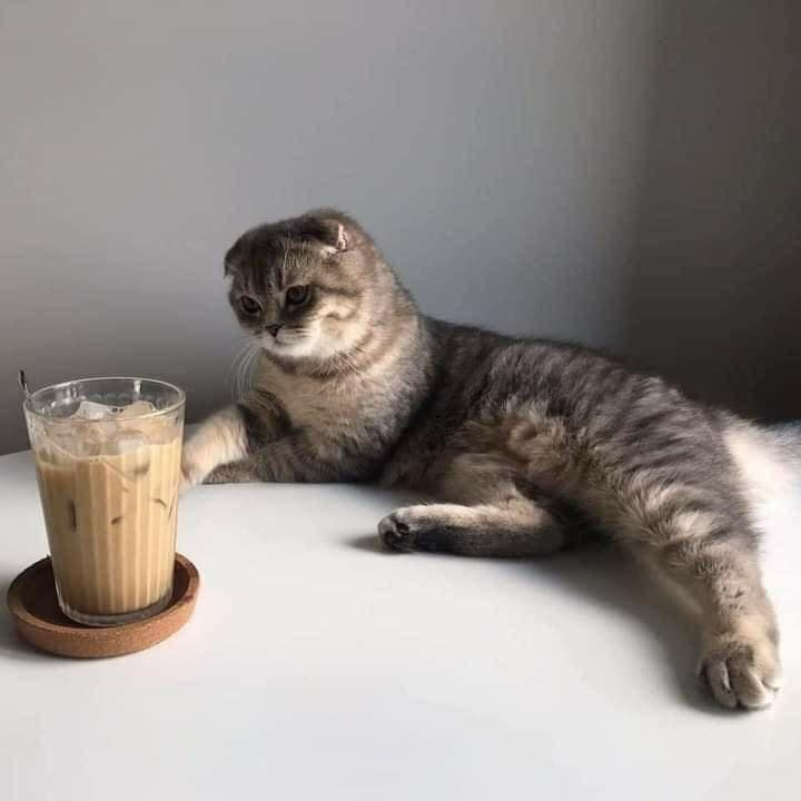 TranslatedCats's tweet photo. No need to eat. https://t.co/y5UsVfAoIE
