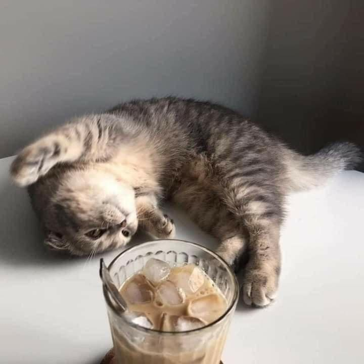 TranslatedCats's tweet photo. No need to eat. https://t.co/y5UsVfAoIE