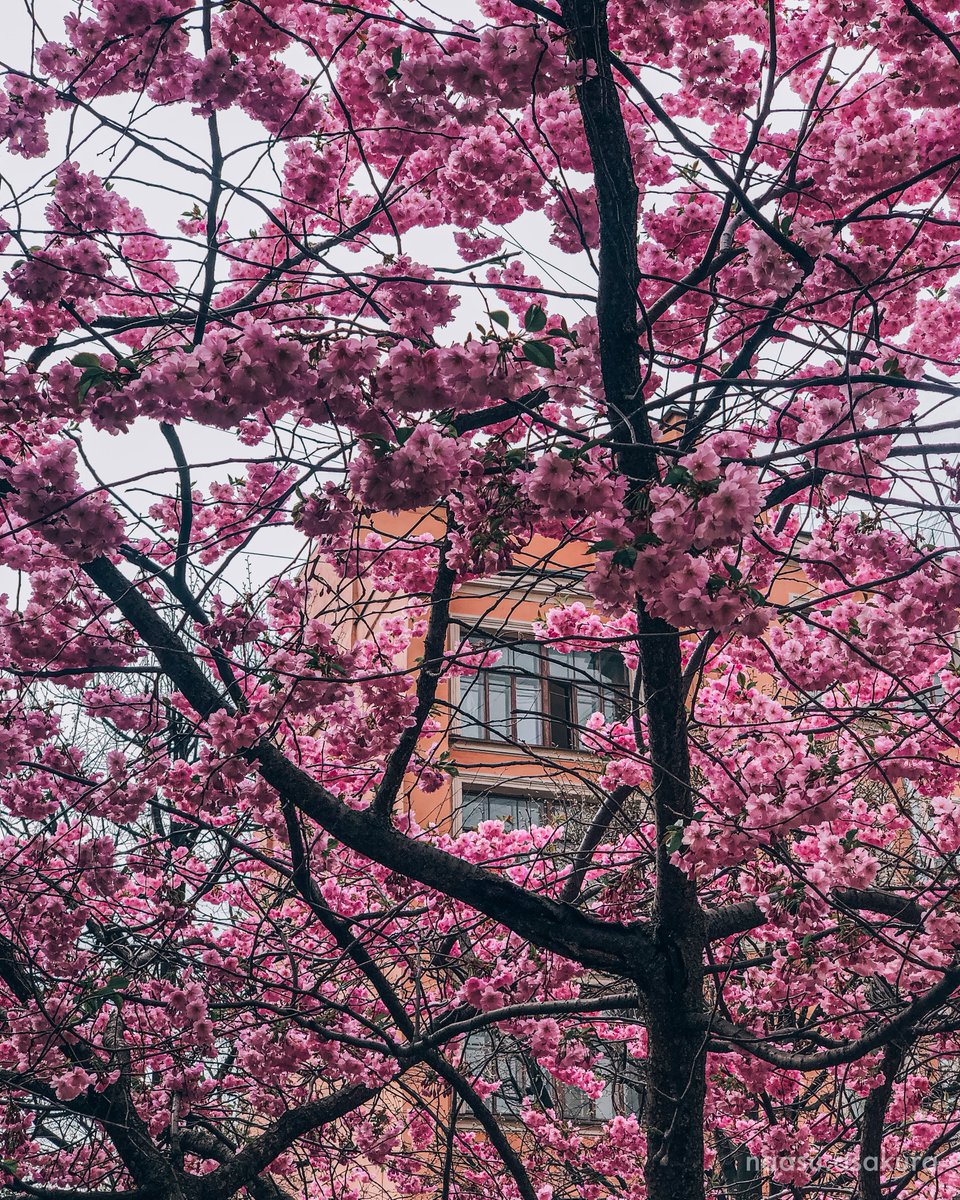 Russian sakura💖

05.11.2022

╭━━━━━━━━━━╮
┃    Shot on: iPhone    ┃
┃ Inst: naasu.asakura ┃
╰━━━━━━━━━━╯