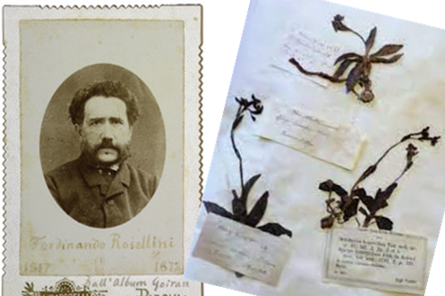 MonferGreenFarm's tweet photo. Ferdinando Pio Rosellini (1814–1872)
#botanico - IPNI #rosell
il suo #ERBARIO con 14.000 🌱 #exsiccata è conservato all’Istituto “Leardi” di #CasaleMonferrato, AL
📗https://t.co/zQumHmzO92
📚 #erbari #botanica #biodiversità
🗓️ 12 MAGGIO 🌐 #PlantHealthDay 🌍 https://t.co/b4fgLVE1dp