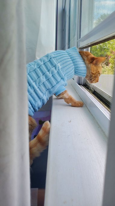 The vet is letting her wear a sweater rather than a Cone of Shame while her neck wound closes up *W*<a href="/tag/scifi"class="tags"><span>#scifi</span></a><a href="/tag/dnd"class="tags"><span>#dnd</span></a><a href="/tag/ttrpg"class="tags"><span>#ttrpg</span></a>