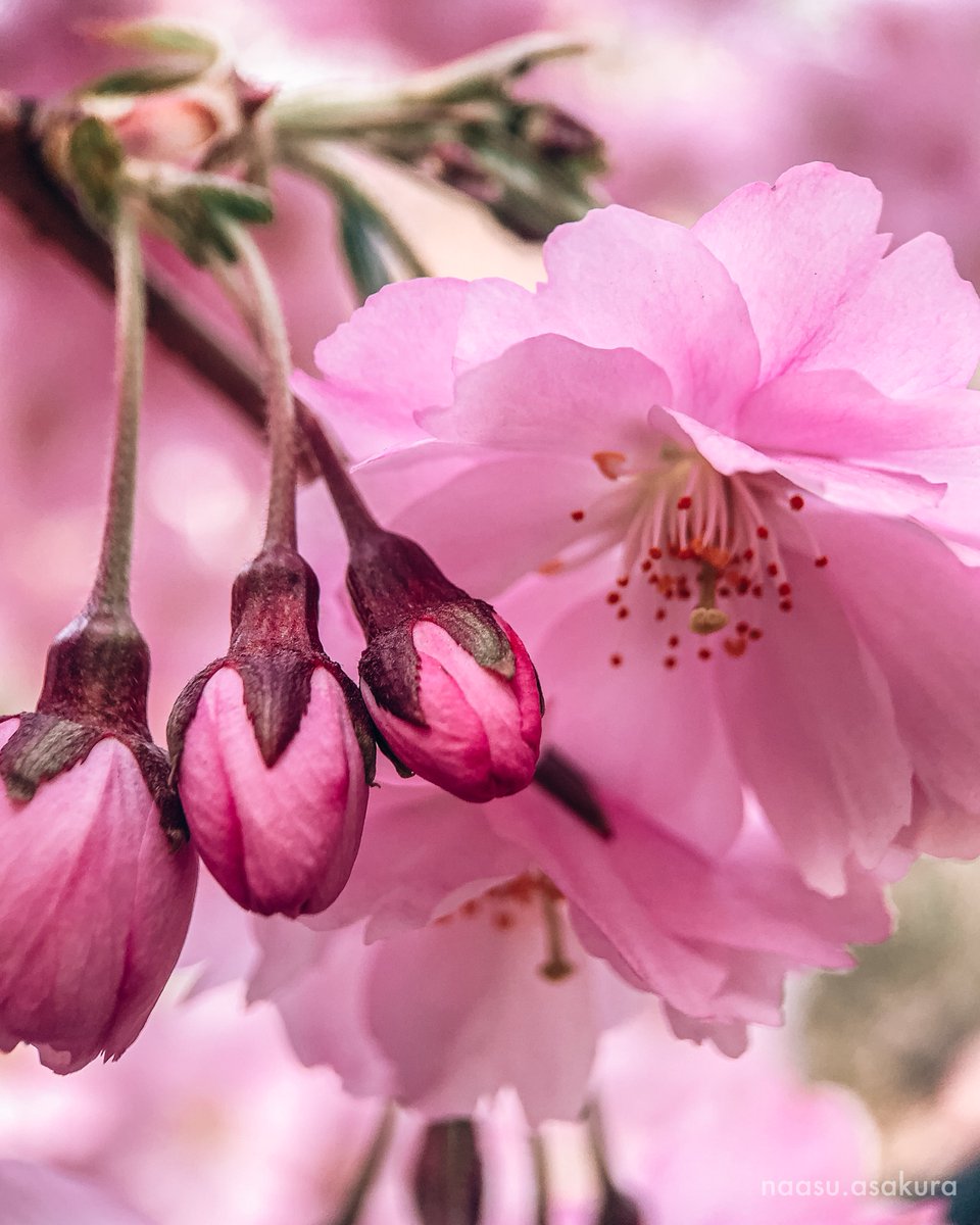 Russian sakura [Part 2]✨

05.11.2022

╭━━━━━━━━━━╮
┃    Shot on: iPhone    ┃
┃ Inst: naasu.asakura ┃
╰━━━━━━━━━━╯
