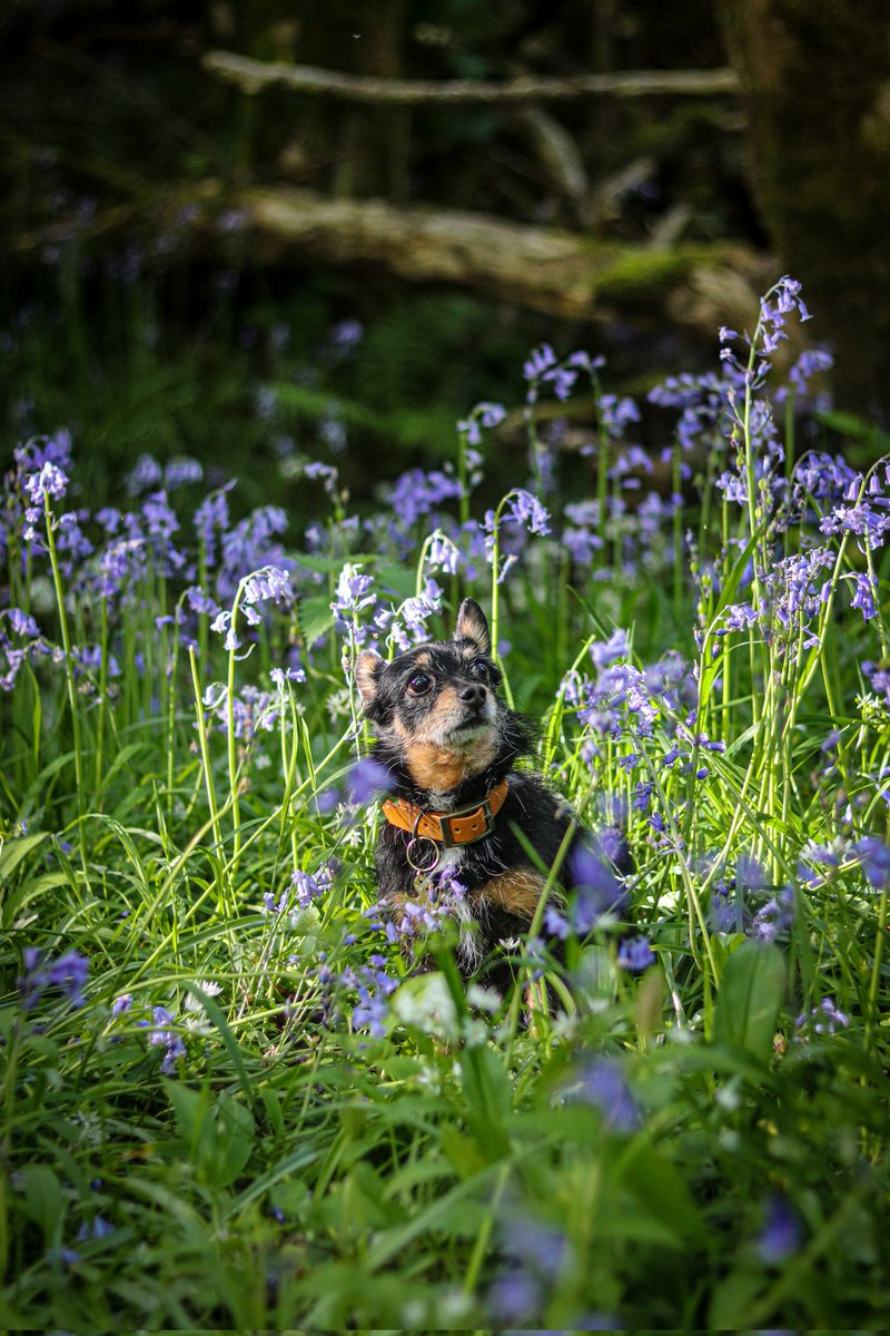 An evening bimble in the bluebells 💜

#dogsoftwitter #smalldogs #bluebells
