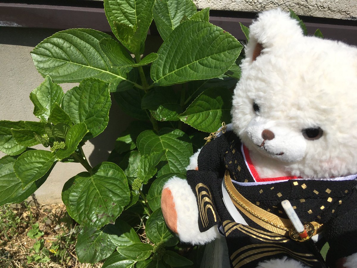 koamarine's tweet photo. #第六天魔王へ最上の愛を献上2022
素敵なタグお借りします。

信「…（コンペイトウ）なぜ咲かん」
秀「紫陽花の時期にはまだ早いかと…。こちらご用意しました！！」
信「…良し！」

信長様、おめでとうございます💕 https://t.co/4OHFPJzgDL