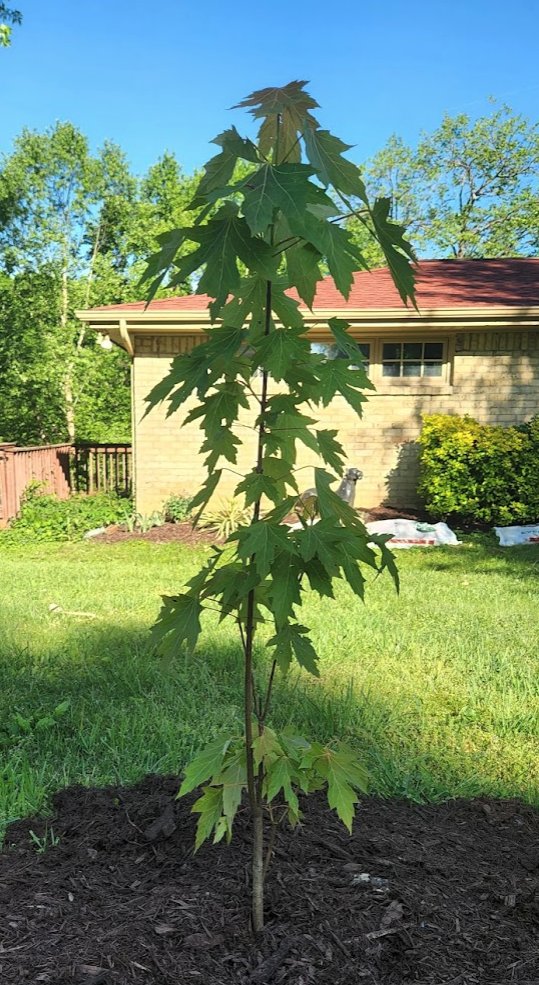 MakeTheWorldA13's tweet photo. MakeTheWorldABetterPlace.eth is a #DeSoc experiment that uses #POAP s and human's desire to earn them to make good happen IRL.

Get out there and plant a tree to earn your NFTree!

Also, appreciate this 2 year old maple planted by MTWABP.eth! I smile every time I see it. https://t.co/SjaGN8i20d