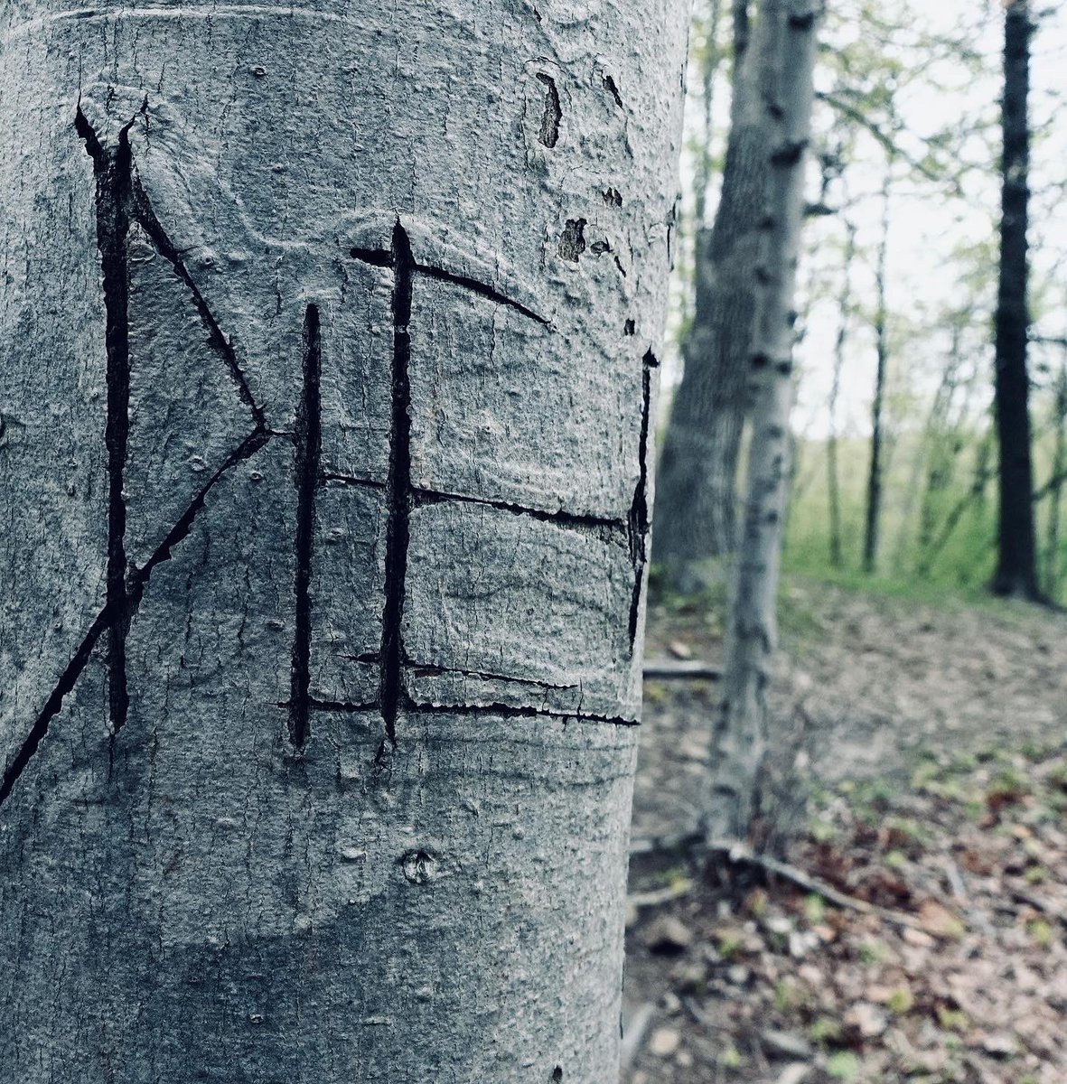 JenPalko's tweet photo. The trees have eyes.
#natureupclose #creatures #creepytree https://t.co/l1LjQXNl71