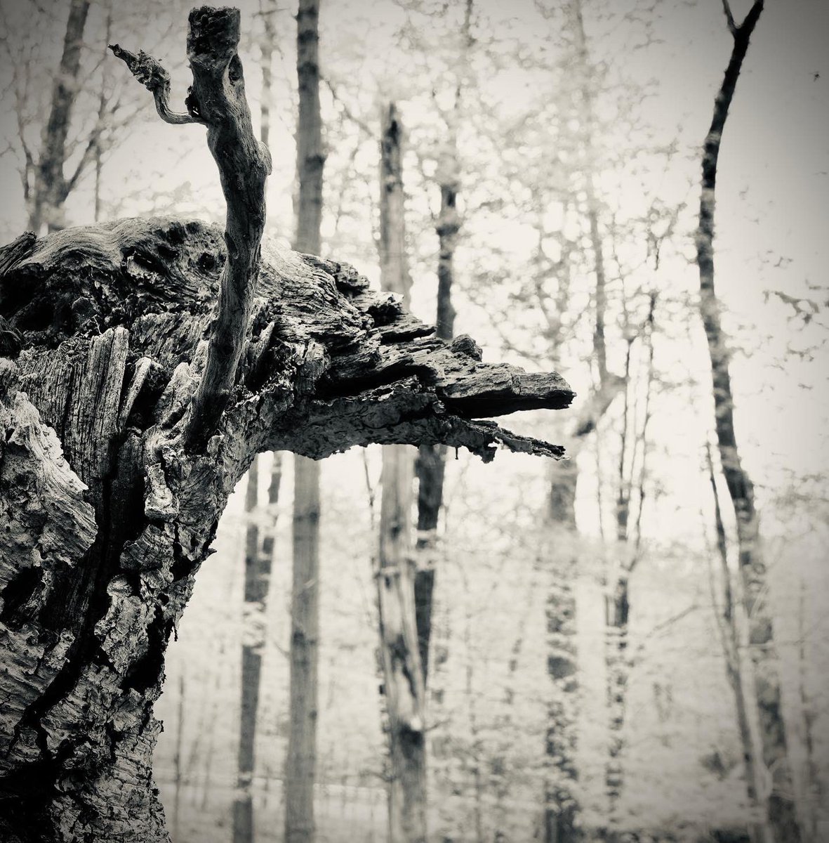 JenPalko's tweet photo. The trees have eyes.
#natureupclose #creatures #creepytree https://t.co/l1LjQXNl71