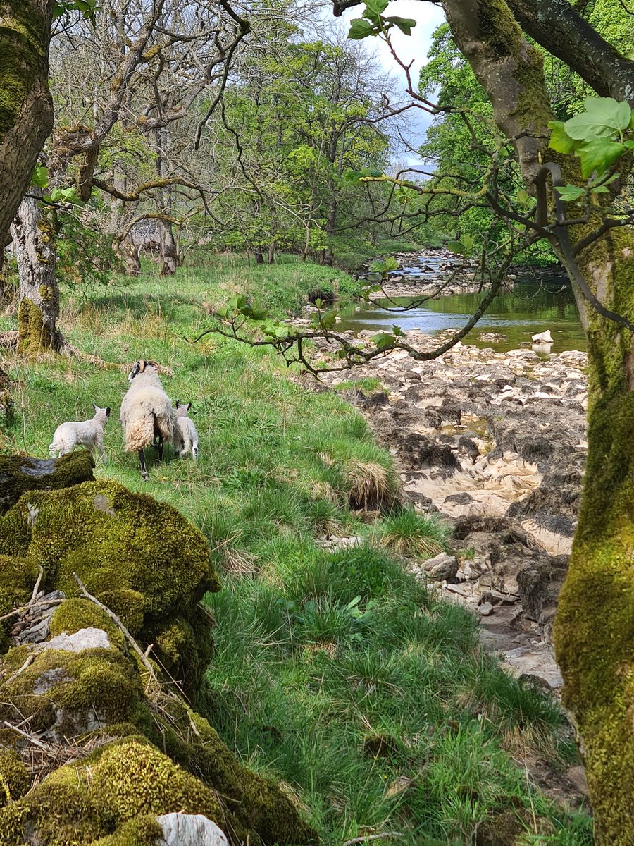 jelliott636's tweet photo. A much needed break. Living the Yorkshire life. #Bucken #hubberholme #Kettlewell #starbottom #dales #YorkshireDales https://t.co/zmCIEB5YJI