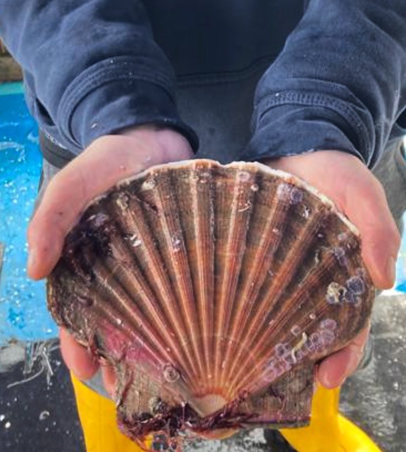 What a monster!! This hand dived scallop was picked by our guys this morning measuring 18cm. Interested in getting your hands on some of these beauties? contact our sales team on 01349864087 or visit our website kelticseafare.com for all our products and prices.