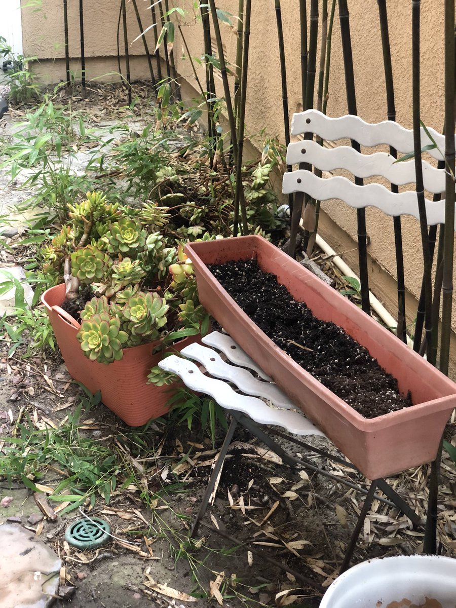 PrataStudio's tweet photo. Many succulents to plant https://t.co/dMDmU5DjoT