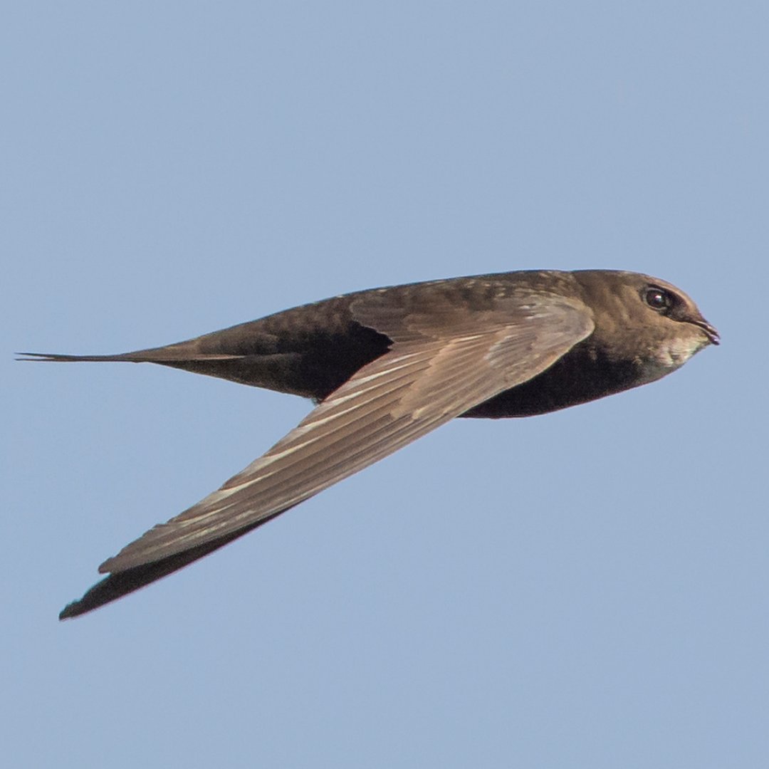 TPWDnews's tweet photo. Full speed ahead.

Help protect migrating birds by turning lights out at night from March 1 - June 15. 

Sign up for bird migration alerts at https://t.co/5DxECALELx  

#WorldMigratoryBirdDay  #LightsOutTexas

@TexanbyNature 
@AudubonTX https://t.co/1XKe8JnR2H