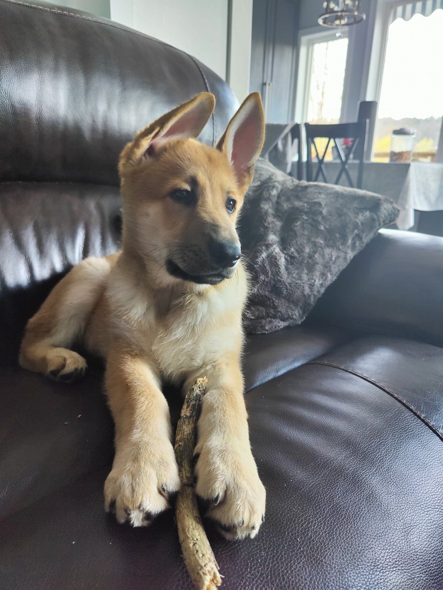 elbruno's tweet photo. #Dogsplaining : that amazing moment where everyone tries to explaining what to do with a new puppy ๐ถ
Means while, ACE the #puppy ๐ถ keep bringing sticks, mud and more to the house ๐๐๐ https://t.co/FBYHktf1MS