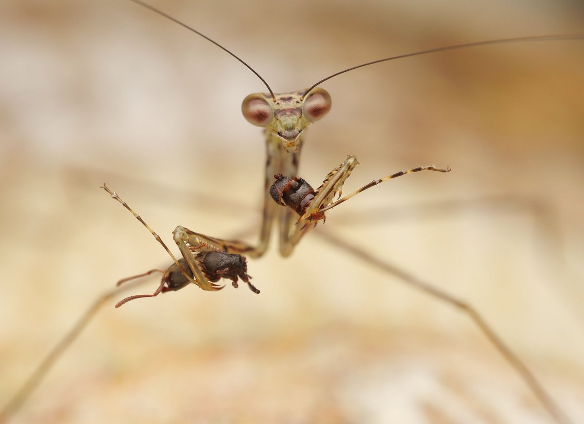 The destiny of many unfortunate ant queens: consumed by a predator!

Observed yesterday in Papua New Guinea.