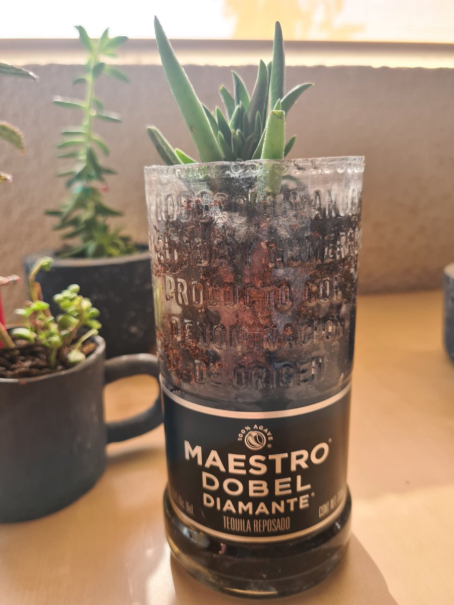 MuralSeis's tweet photo. Nuestras #Macetas #MacetasEcologicas de #Mural6 #Mural6Naturaleza #Reciclaje #recicla #plantas #plantasdeinterior #tequila @maestrodobelmx https://t.co/CbXvAkOf8z