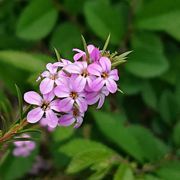 تويتر イルカ على تويتر 湘南方面 曇り空です 予報は くもり 夜 雨 写真は 散歩で出会った花 コレオネマ 花言葉 幸せな思い出 T Co Egnsfloxfg
