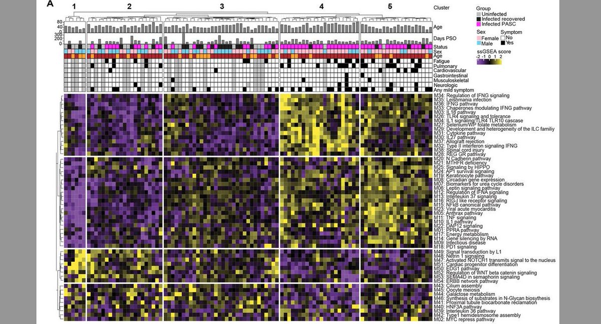 AllenInstitute's tweet photo. Check out our latest #Immunology preprint on #LongCovid. Findings could have diagnostic or therapeutic relevance. 

📄 Persistent serum protein signatures define an inflammatory subset of long #COVID: https://t.co/VFNxbKXitY https://t.co/E9EmrKfO1M