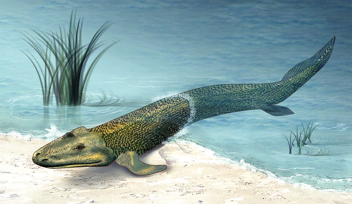 cannotusebe's tweet image. you scrolled so far and you are about to see tiktaalik's first landing. will you stop or what?