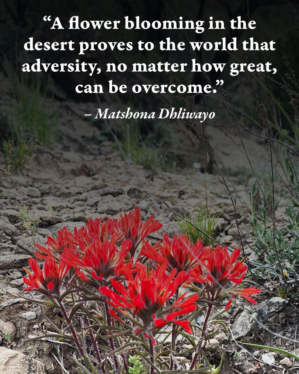 HutsForVets's tweet photo. Adversity of any kind can be very difficult to overcome. Nobody wants to experience hardships in life. However, if you never experienced pain, you would never understand peace.
Lessons, hope and healing can all be found in nature if you take the time to look. #hutsforvets #walkon https://t.co/mIi41QwZ9w