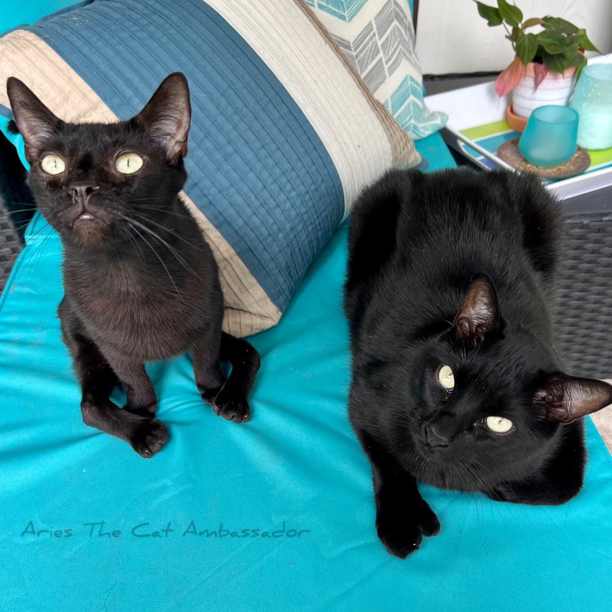 We have decided that the first priority of our takeover plan needs to be for humans to put more emphasis on treats and playtime and less focus on work. #Cat #CatsofTwittter #CatsOnTwitter #tuesdaymotivations