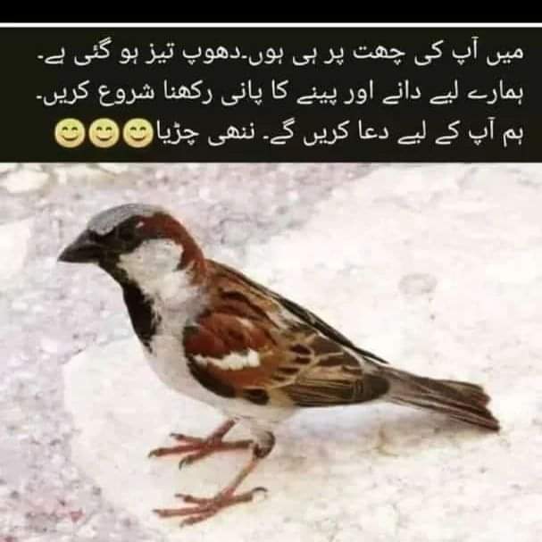 Imran Ali Shams (@imranalishams2) on Twitter photo 