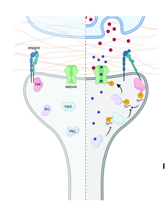 scisignal's tweet photo. Examining mouse hippocampi, @c_vasavda, Snyder, and Paul show that biliverdin reductase supports #SynapticPlasticity and learning by bridging focal adhesion kinases and effector enzymes, independently of its enzymatic activity. @HopkinsNeuro #Neuroscience https://t.co/SMgoxDO1xJ https://t.co/2C6GyjYMbG