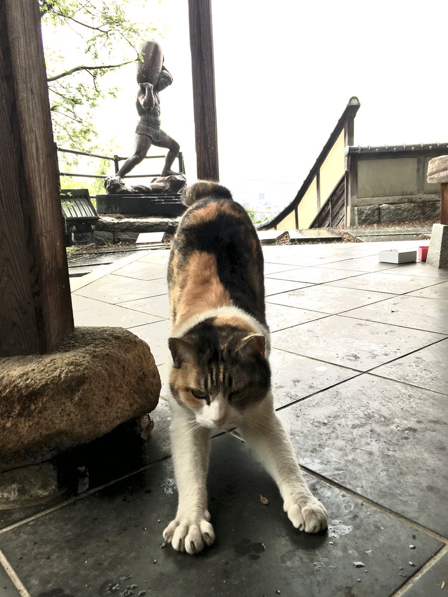 animalonomichi's tweet photo. 雨の日のストレッチ

#尾道 https://t.co/2IXpdSutr2