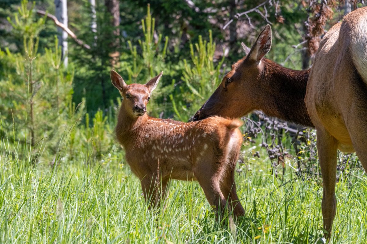 BanffNP's tweet image. ⚠️It’s calving season in Banff National Park! Ensure you always give elk 30 or more metres of space, especially as mothers are more defensive during this time. #WildlifeWednesdays

Be prepared and learn more ➡️ ow.ly/rGAx50J1BEb