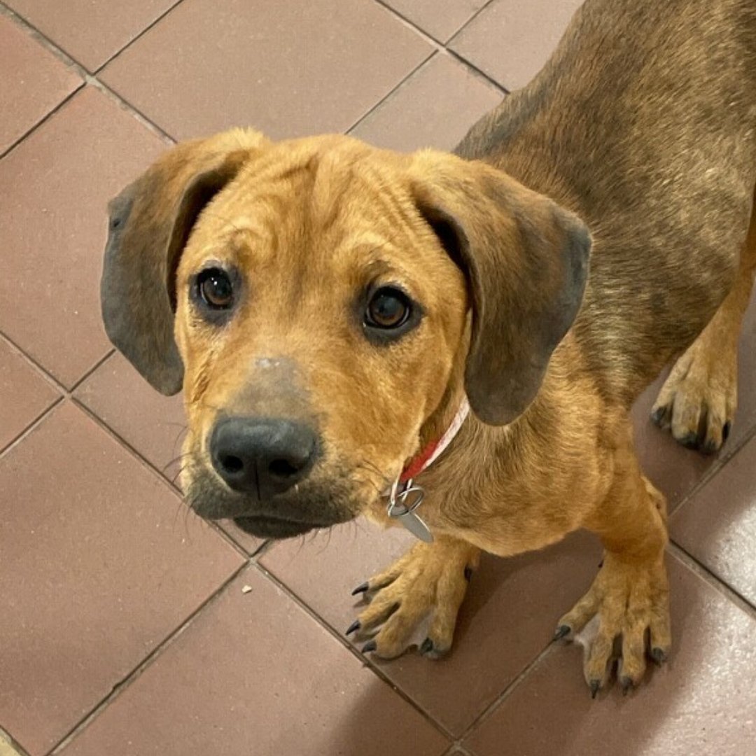 AnimalLeague's tweet photo. Tahj (#SCR3488) is a three-month-old Hound mix who would love nothing more than to be your best friend. She warms up quickly to those who have a treat or squeaky toy in their pocket. Interested in adopting Tahj? Come visit us at our Port Washington, NY. #GetYourRescueOn #Adopt https://t.co/aZGbY2UBQe