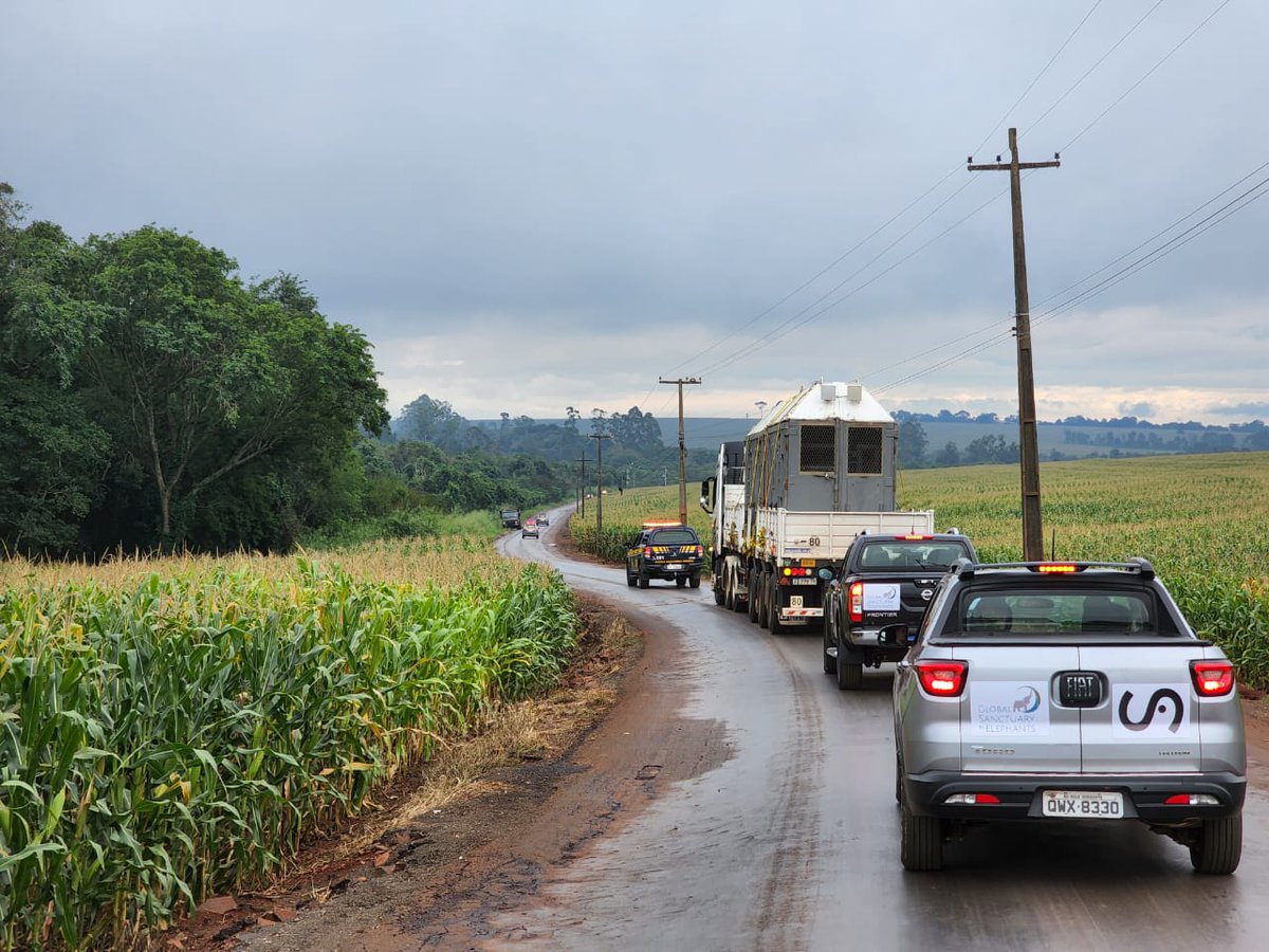 🐘 ... 🐘 disculpe las molestias, estamos acompañando a #Pocha y a #Guillermina hacia su nuevo hogar 🇧🇷 ❤️