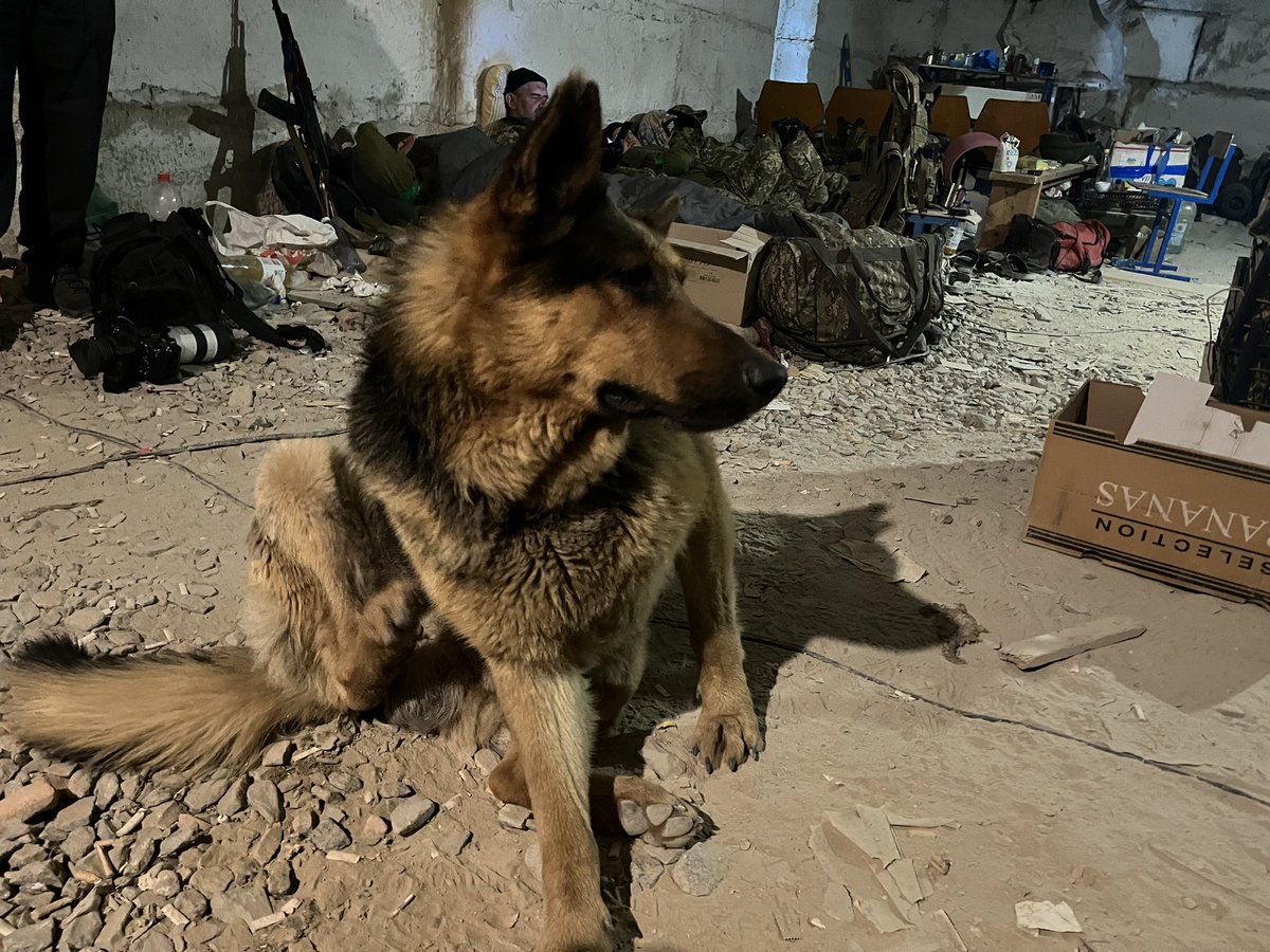 When the shelling starts, they move from soldier to soldier, looking for comfort. Poor pups.