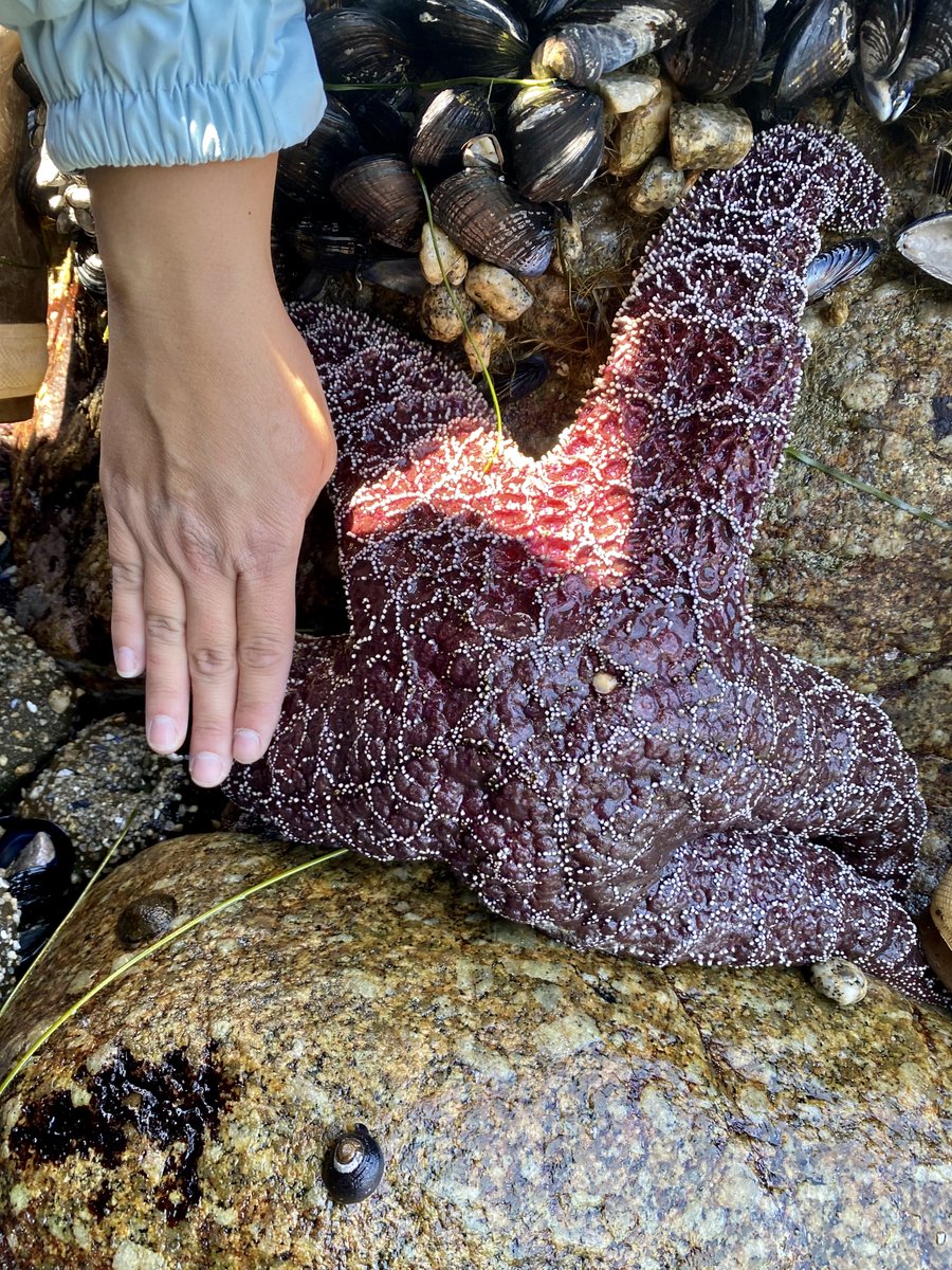 limpetsnews's tweet photo. MAMMOTH OCHRE SEA STAR (Pisaster ochraceus)
Measuring 26cm from center to longest available arm!
#pisasterochraceus #ochreseastar #asilomarstatebeach #pacificgrove #limpetsmonitoring #CitizenScience #communityscience https://t.co/JRzI1wPXET