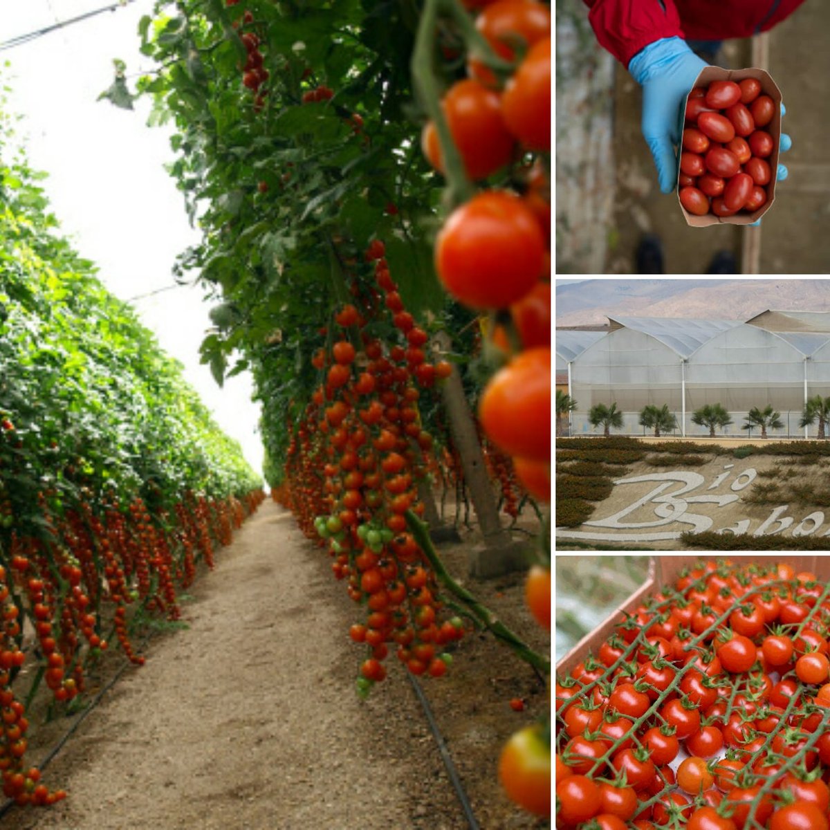 Feliz Día Internacional de la #Sanidad #Vegetal
La #ONU designó el 12 de mayo Día Internacional de la Sanidad Vegetal para crear conciencia mundial para proteger la sanidad vegetal, ayudar a poner fin el hambre del mundo y reducir la pobreza #ODS15
#Vidaenlosecosistemasterrestres