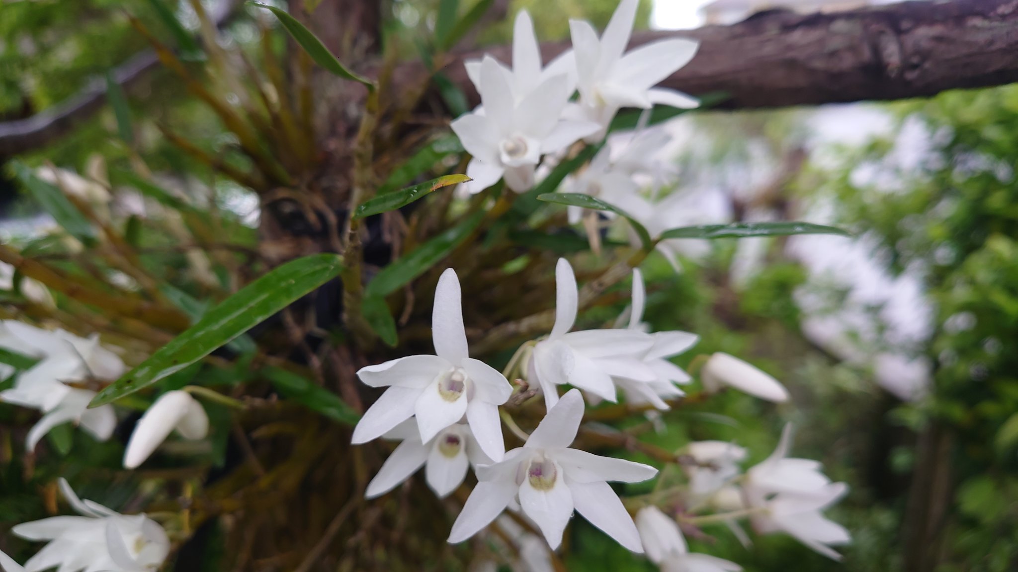 高部 充陽 庭の木に着生させてるセッコクが咲いていたので撮影してみた 花言葉を検索してみたら 私を元気づける 豊かな笑顔 らしい T Co Keki2ydt2h Twitter