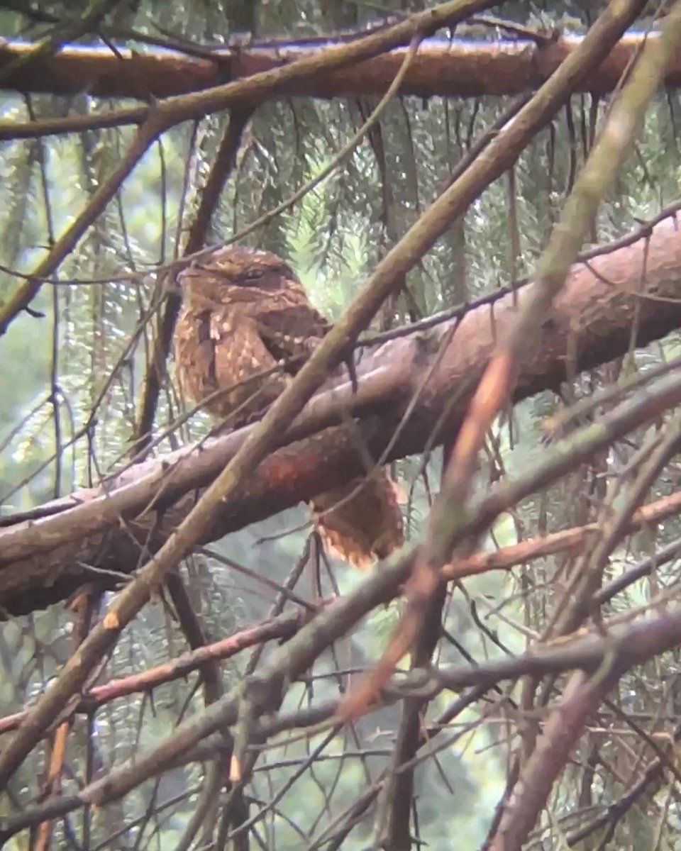 MichaelJSilber's tweet photo. Last week I found an incredible chuck-will’s widow! Flushed it from the ground; saw a flash of rusty-brown across its impressive wingspan. It briefly landed in a nearby spruce, then settled to roost on a branch overhead. A little rainy day magic on my birthday. 🌧🪄🦉 https://t.co/yq8mx70iA4