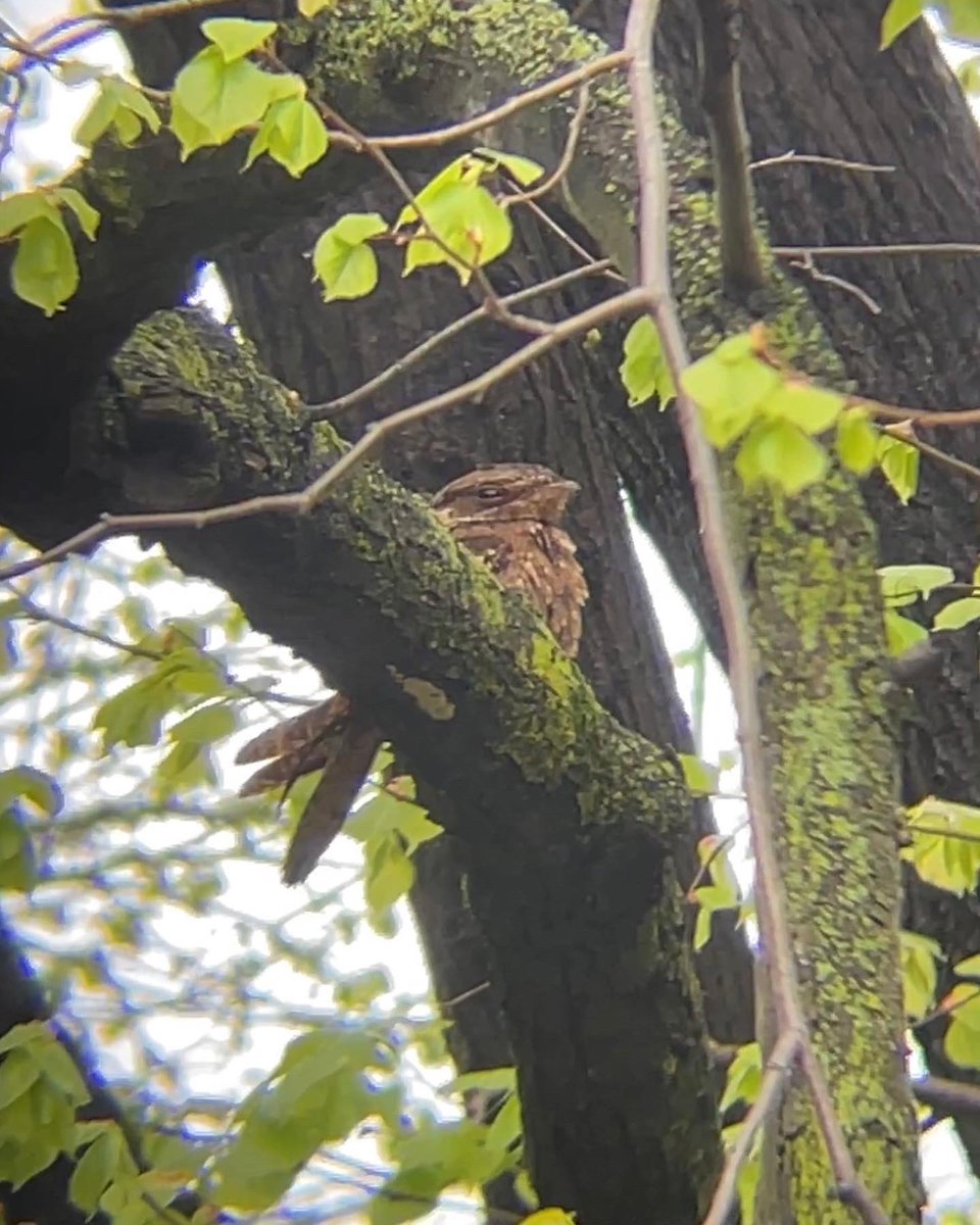 MichaelJSilber's tweet photo. Last week I found an incredible chuck-will’s widow! Flushed it from the ground; saw a flash of rusty-brown across its impressive wingspan. It briefly landed in a nearby spruce, then settled to roost on a branch overhead. A little rainy day magic on my birthday. 🌧🪄🦉 https://t.co/yq8mx70iA4