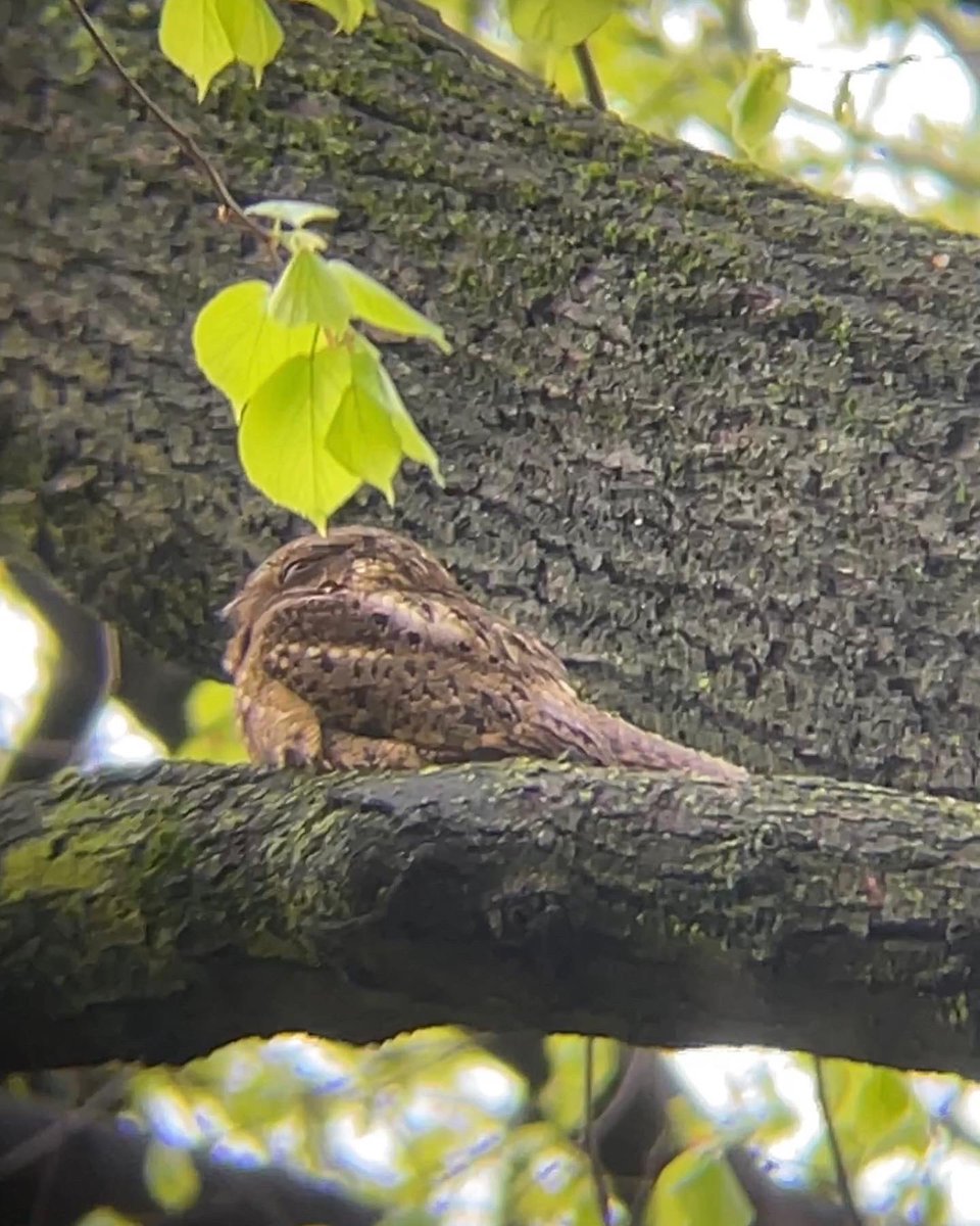 MichaelJSilber's tweet photo. Last week I found an incredible chuck-will’s widow! Flushed it from the ground; saw a flash of rusty-brown across its impressive wingspan. It briefly landed in a nearby spruce, then settled to roost on a branch overhead. A little rainy day magic on my birthday. 🌧🪄🦉 https://t.co/yq8mx70iA4