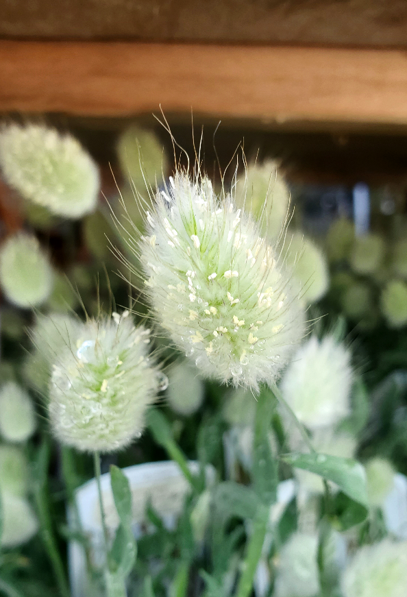 ラグラス Twitter Search Twitter