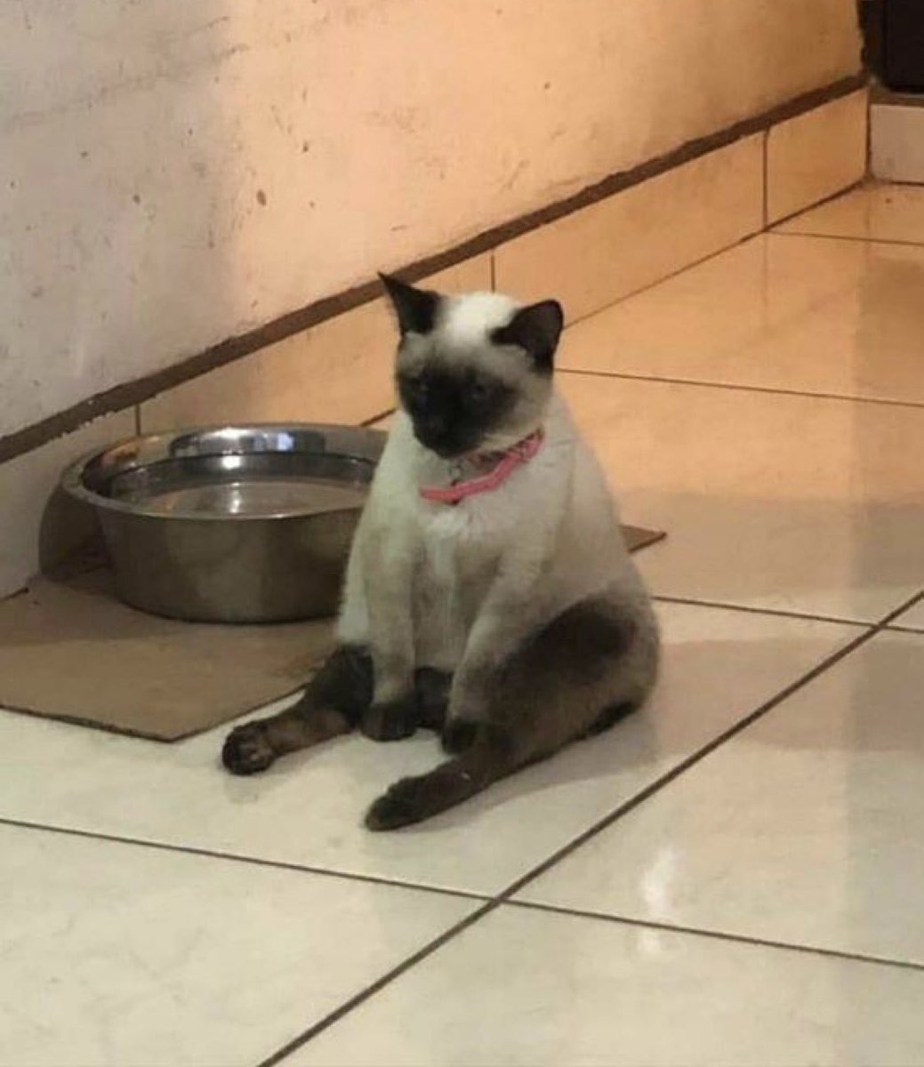 NotJanik's tweet image. 