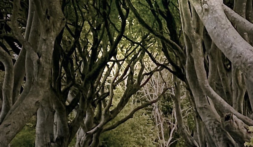 nadine foster 🇨🇦 tweet media