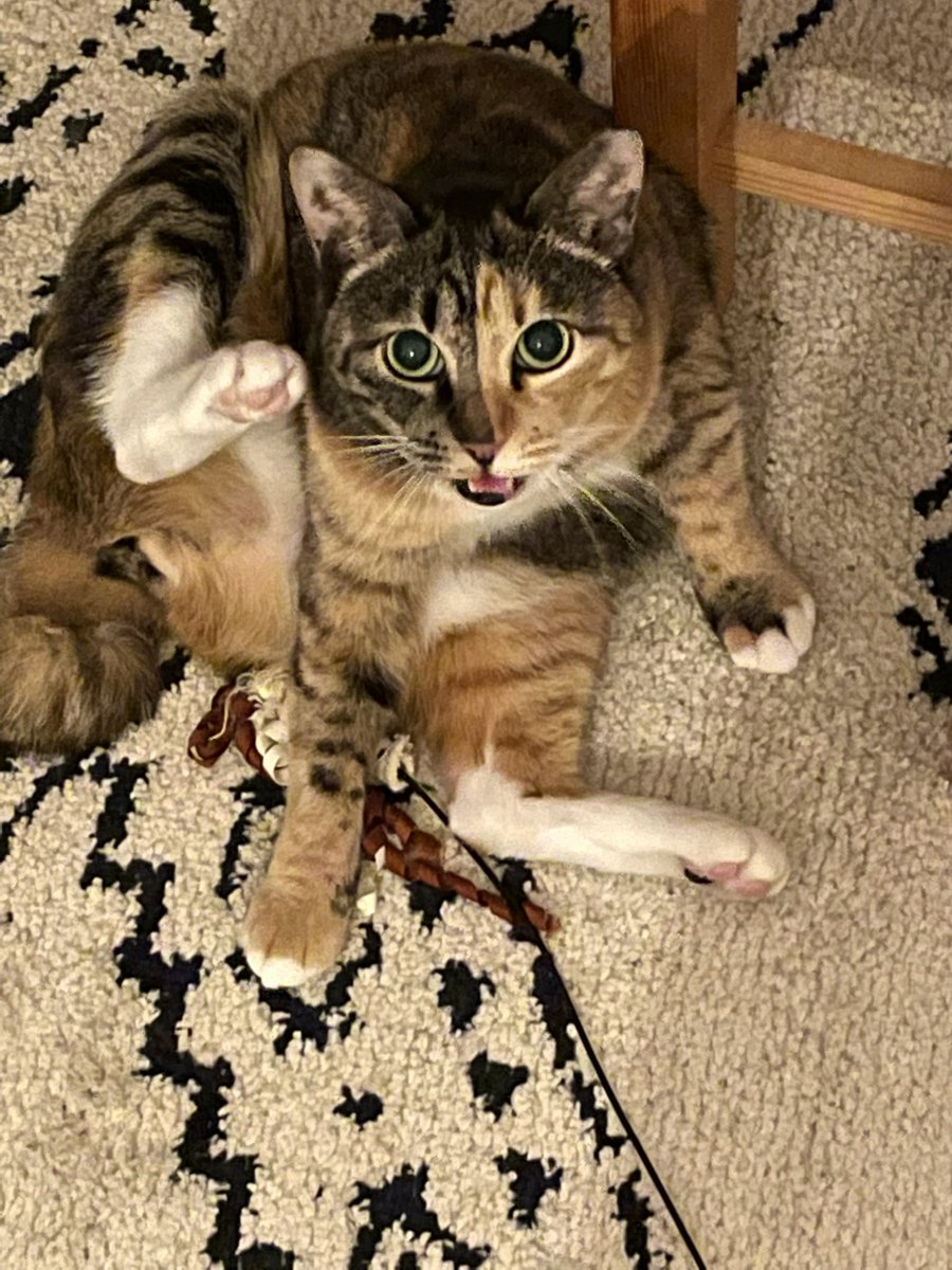 AiOzaki3's tweet photo. みーたーにゃ～～～
 #ねこ  #猫好きさんと繋がりたい  #猫の居る暮らし  #保護猫を家族に  #cat  #CatsOfTwitter  #catlovers https://t.co/U4AogVsjyH