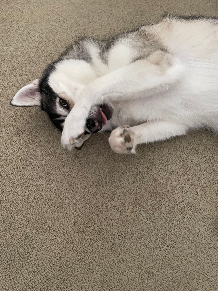 MadalynSklar's tweet photo. Itโs time to show off #TheDogsOfTwitterSmarter! Take a quick pic of your pooch and share it here on the #TwitterSmarter chat. ๐ถ
This is Lucy. She's my 3-legged Siberian Husky.
Have a cat? Let's see! Use this hashtag: #TheCatsOfTwitterSmarter ๐ฑ https://t.co/VwLrSqKDZO