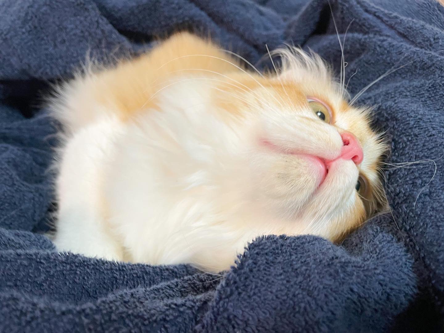 にゃん太 Nyan Twitter