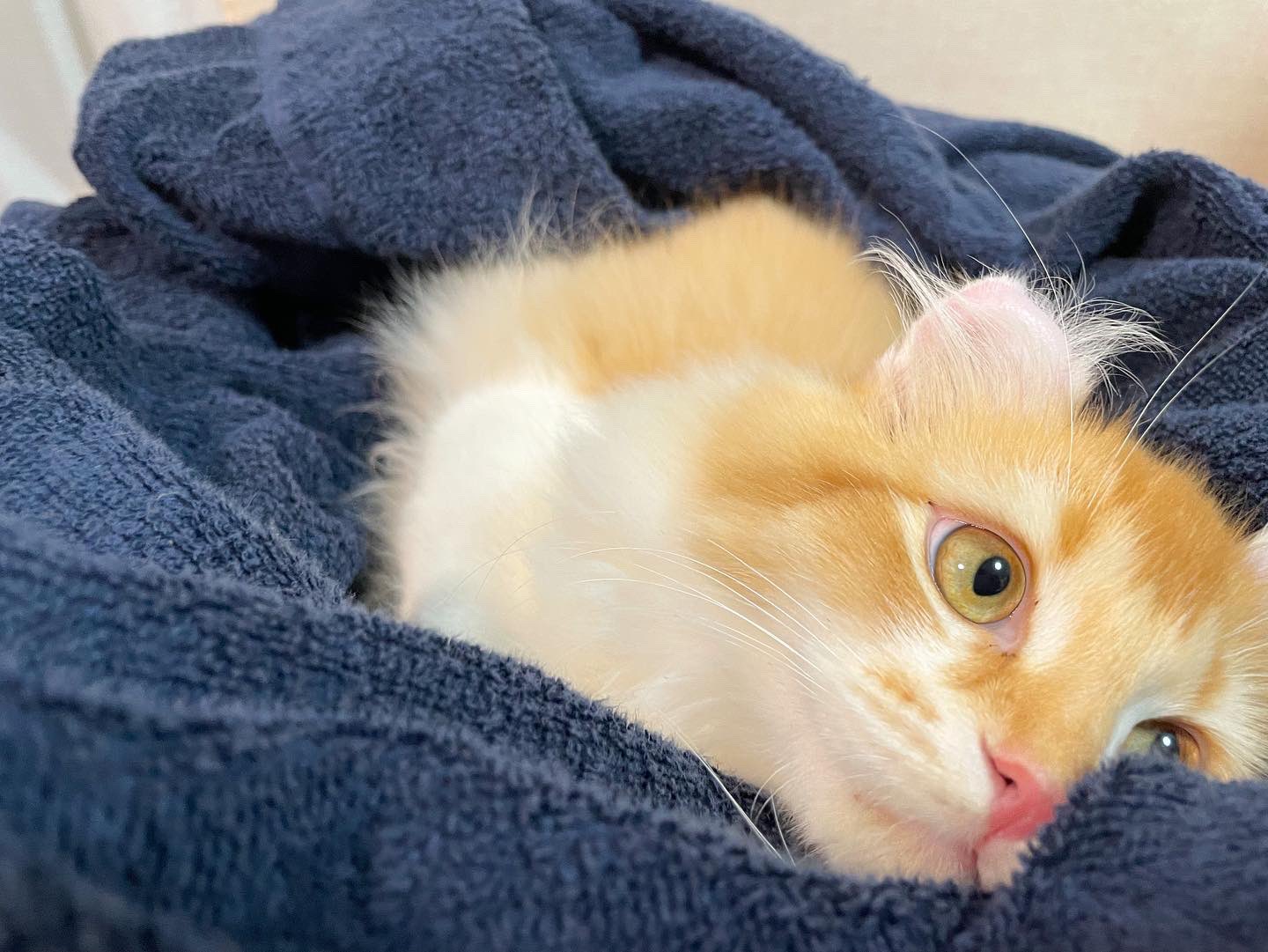 にゃん太 Nyan Twitter