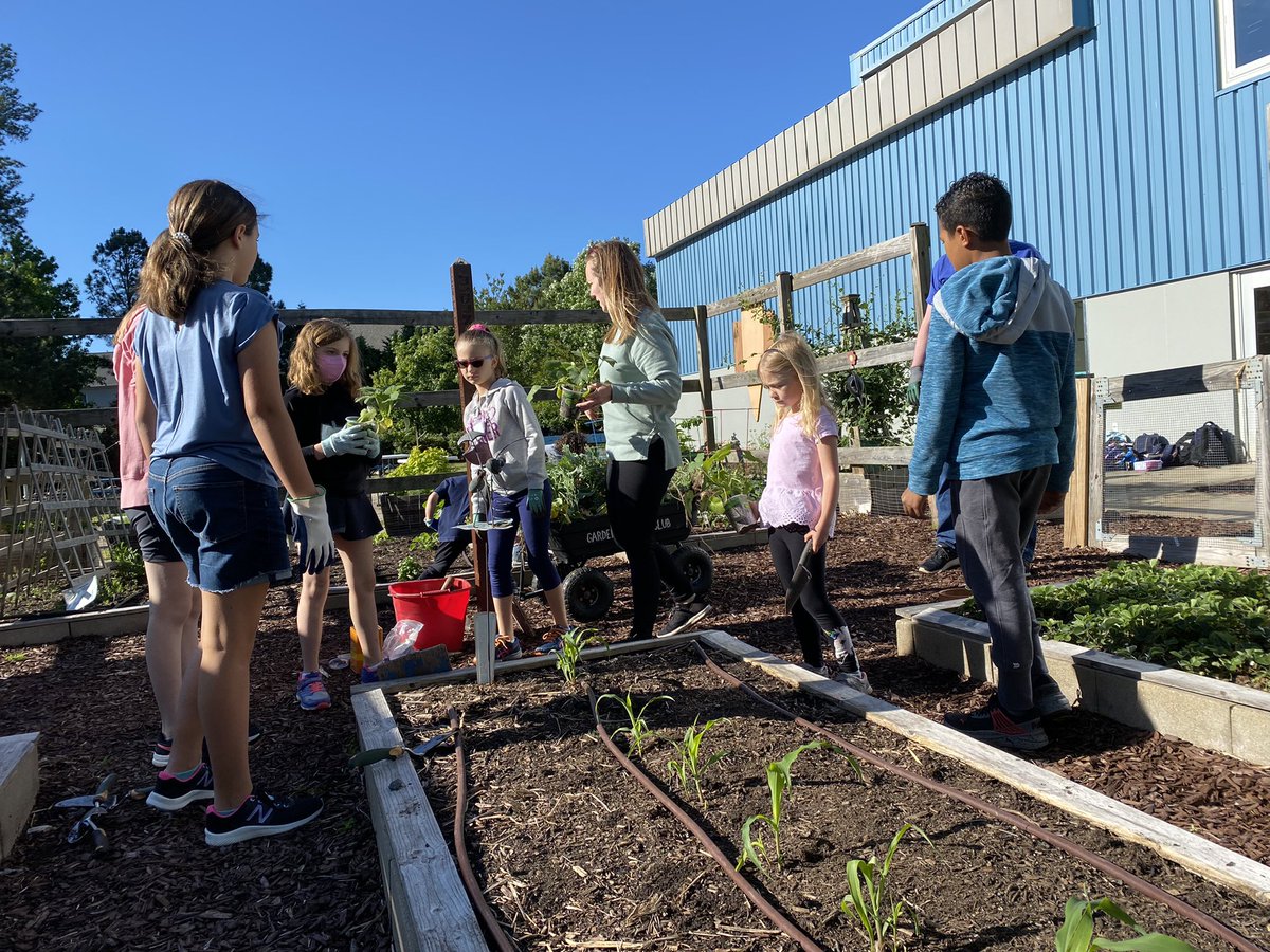 LPESGardenClub's tweet photo. Today was the last garden club meeting for a few of our long time gardeners and rising 5th graders Brooke and Gianna! We wish you all the best in middle school! 🐧 ♥️ We planted our 3 sisters garden, pumpkins and sweet potatoes too! 🪴#schoolgarden #wcpss https://t.co/cGbFxN6oIX
